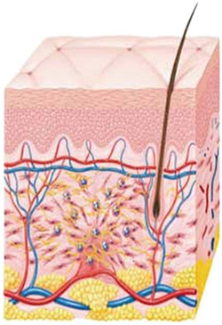 HIFU照射後の組織の修復と再構築メカニズム (2)細胞の修復