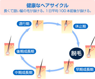 健康なヘアサイクル