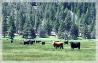 オーガニック牛